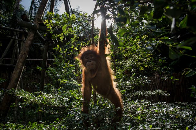 <p> Baby orangutan at the Sumatran Orangutan Conservation Programme. The dangers to nature and climate must be treated as one, scientists say</p>