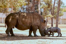 G7 nations talk a good game on fighting the illegal wildlife trade, but still aren’t getting serious