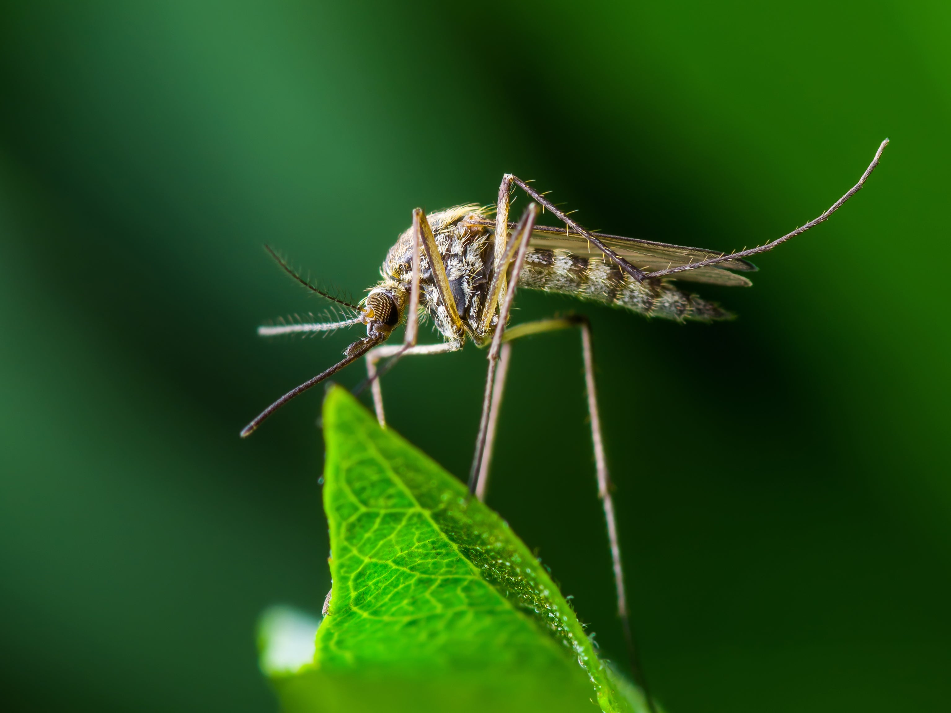 Mosquitoes with a certain bacteria were introduced into Indonesian communities as part of a trial