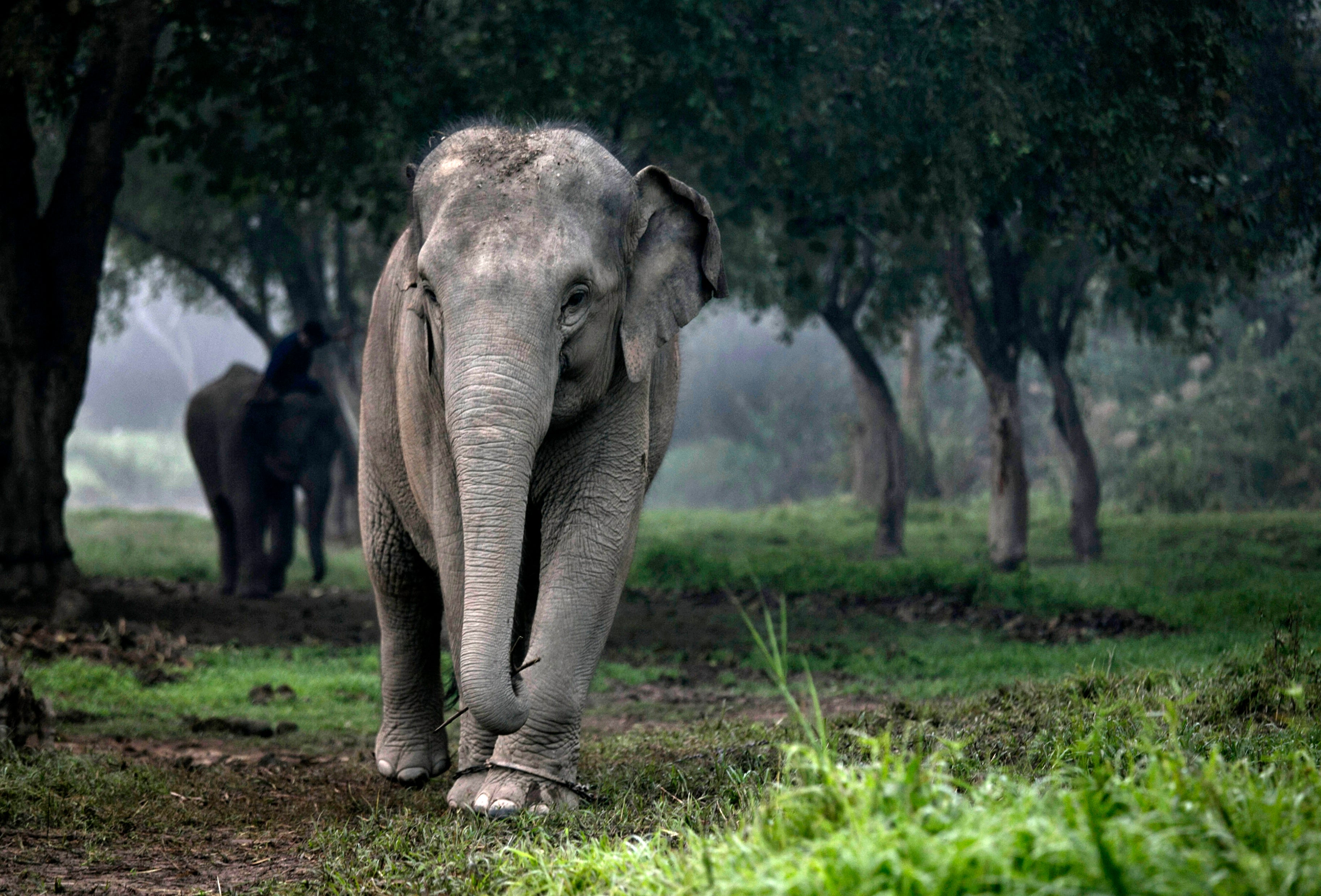 Um elefante no nevoeiro da manhã no resort Anantara Golden Triangle