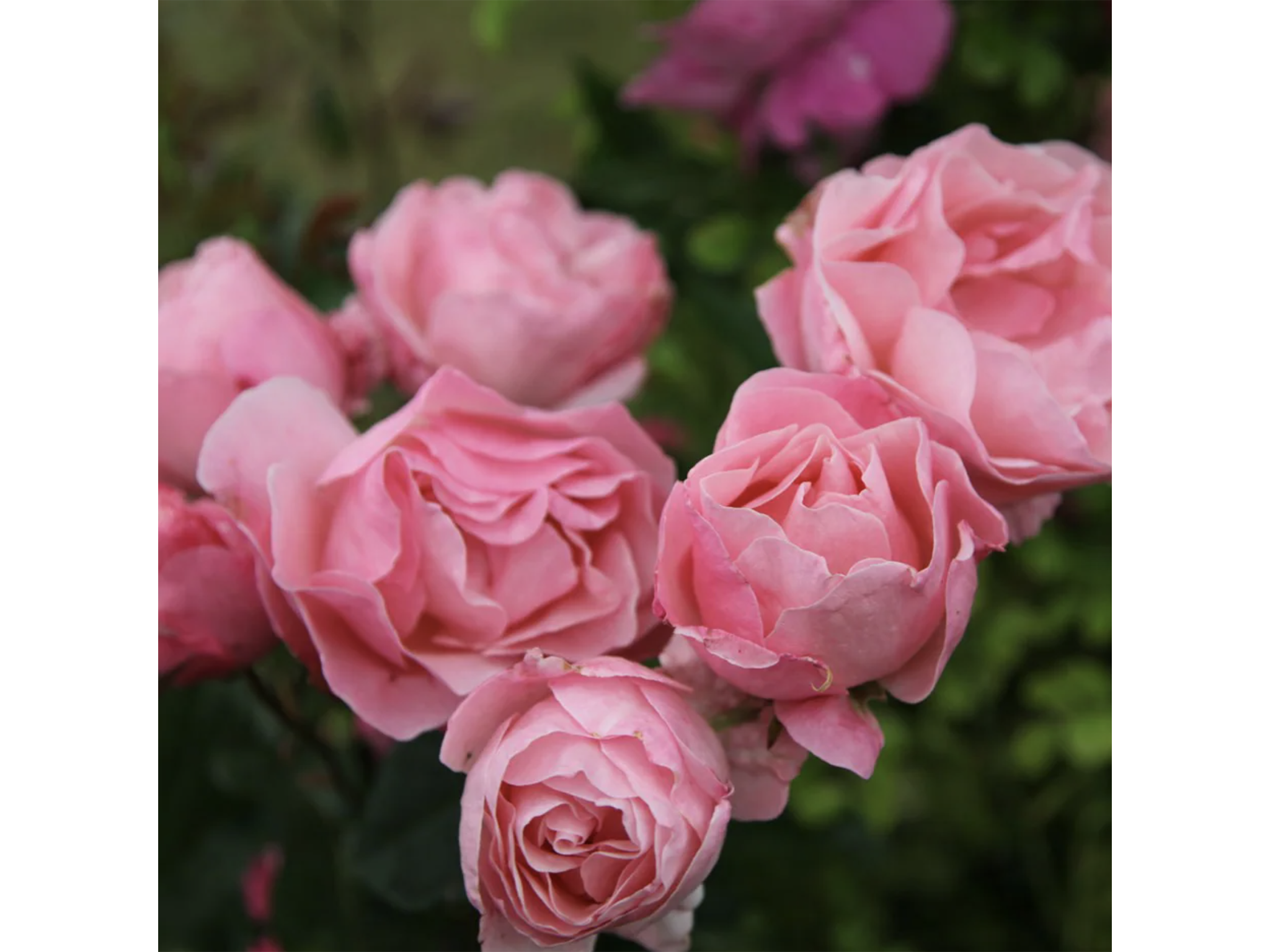 Flowers Named After Royals - Princess Diana Roses