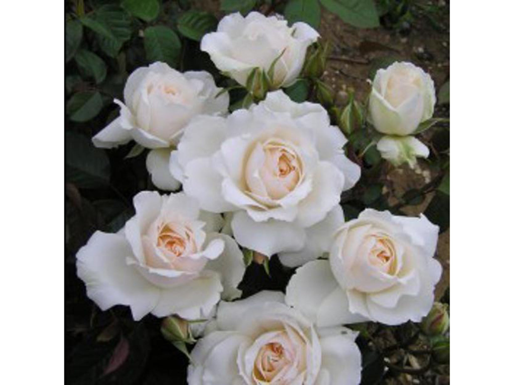 The Queen Elizabeth II Rose by Harkness Roses - QEST