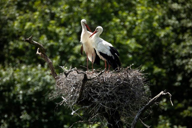 <p>A pair of white storks in Horsham</p>