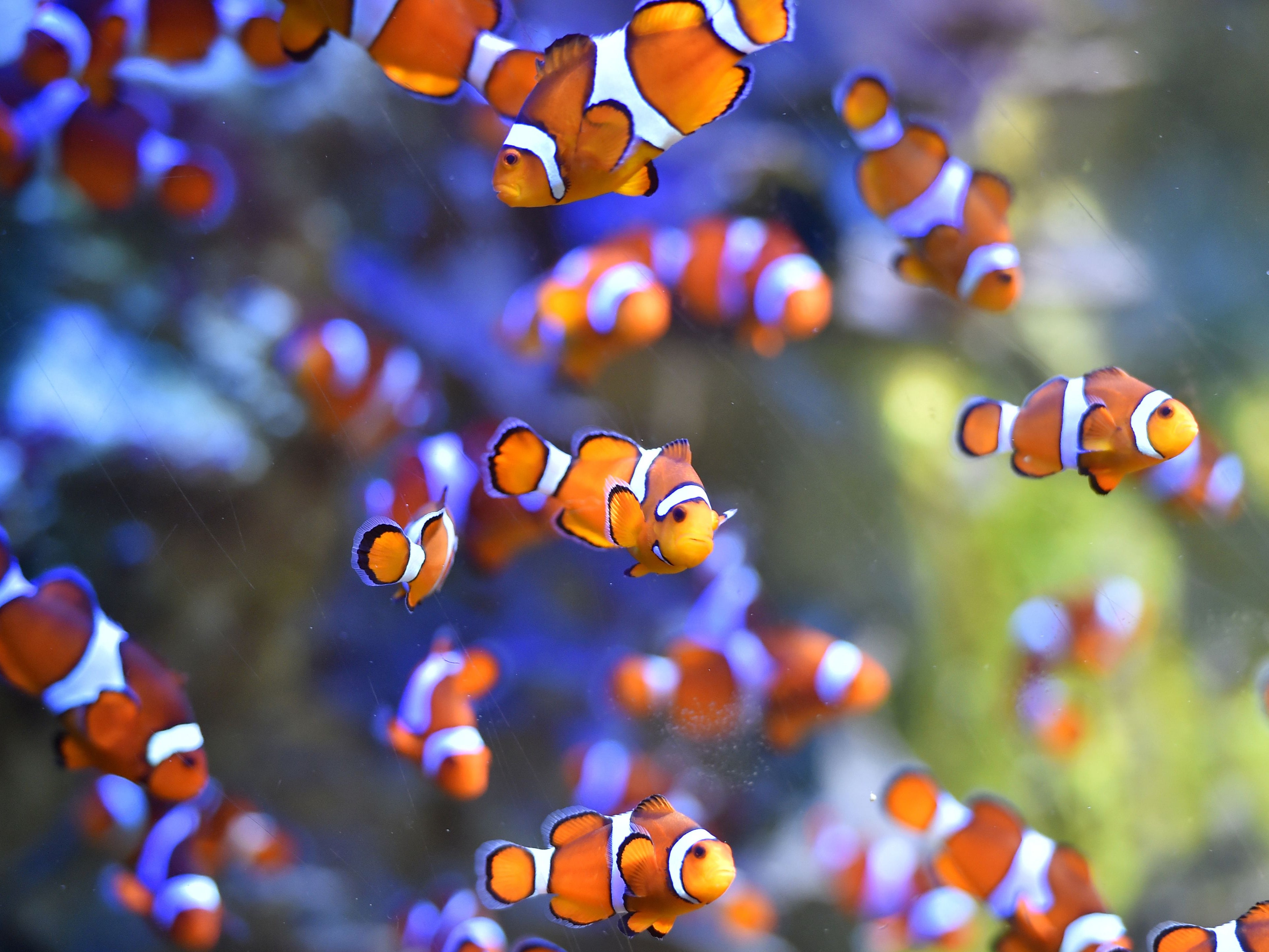 Clownfish swim at the Ocearium in Le Croisic, western France, on 6 December 2016