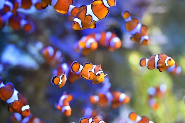 <p>Clownfish swim at the Ocearium in Le Croisic, western France, on 6 December 2016</p>