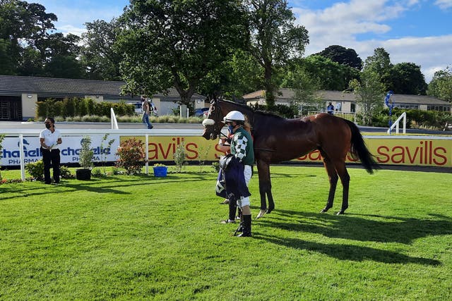 <p>Real Appeal following his Leopardstown win</p>