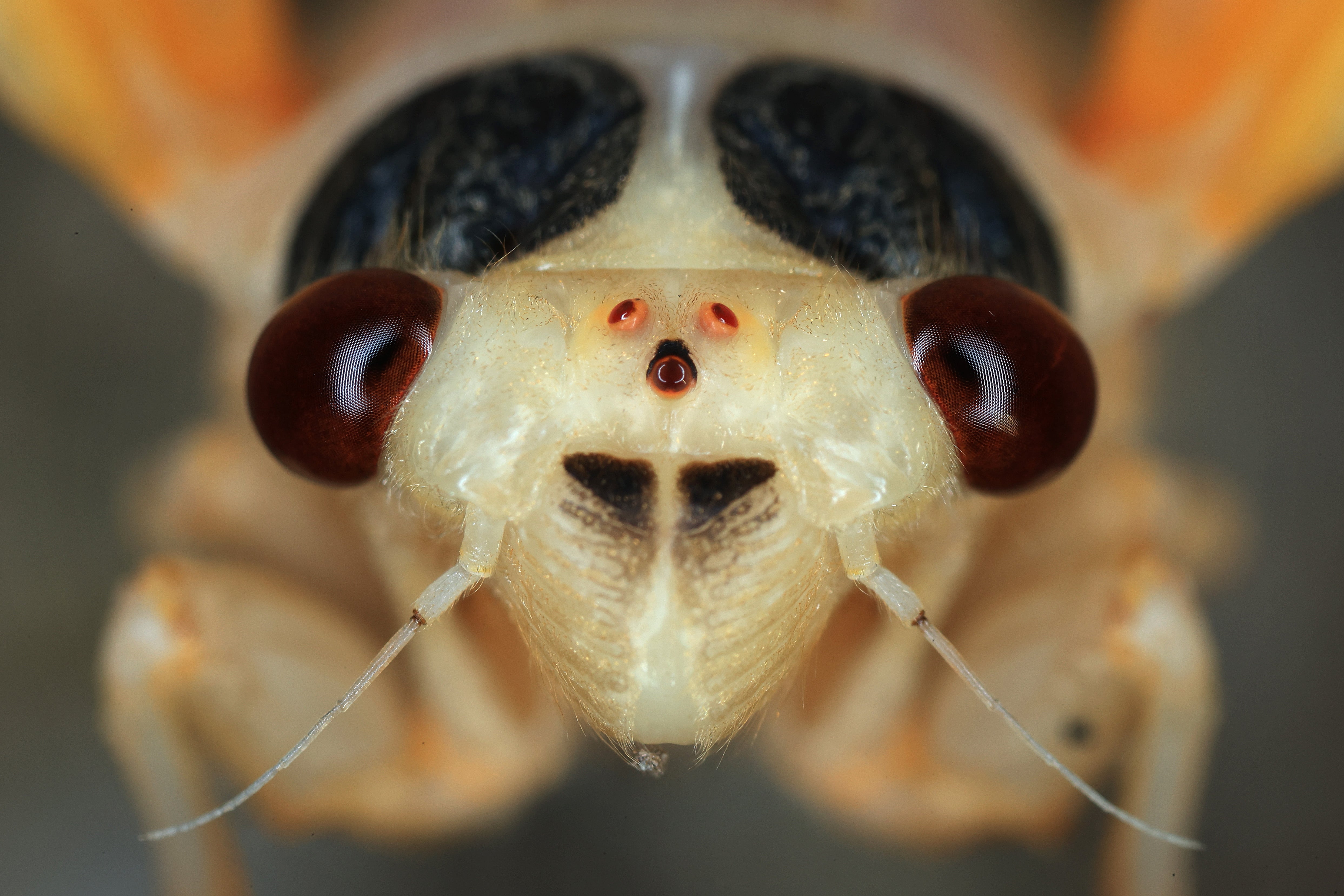 A cicada begins to moult from its nymph state