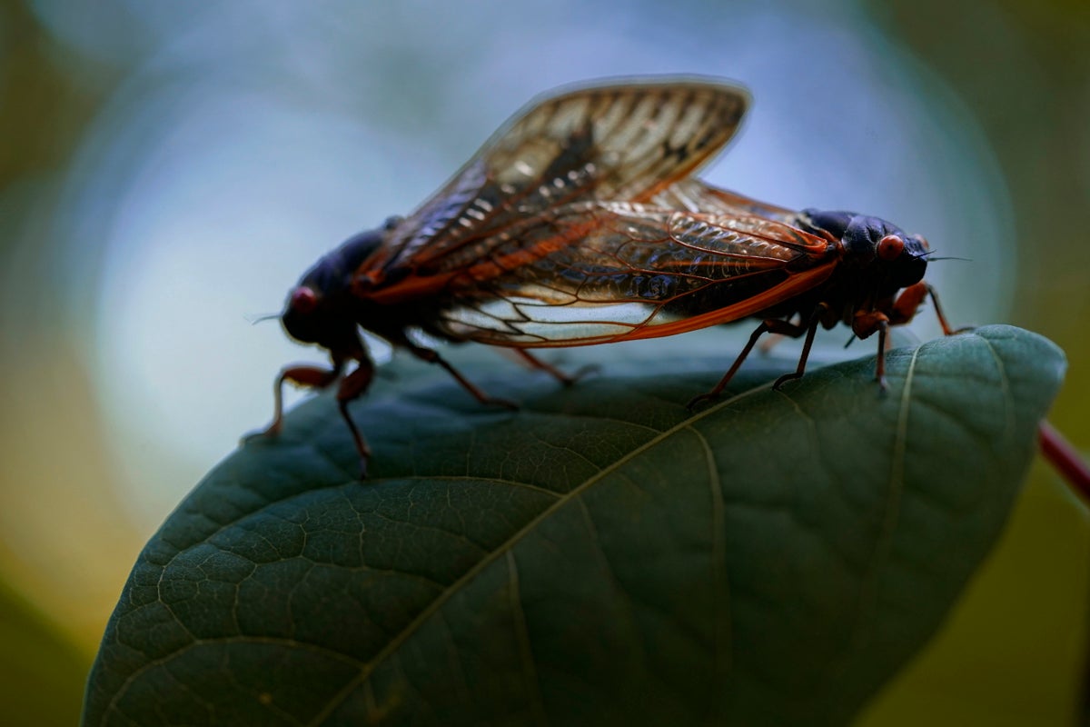 Brood X cicadas only emerge every 17 years to mate