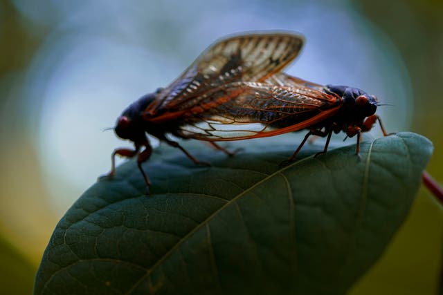 <p>Brood X cicadas, trillions of which are heading for America, mating in Washington</p>
