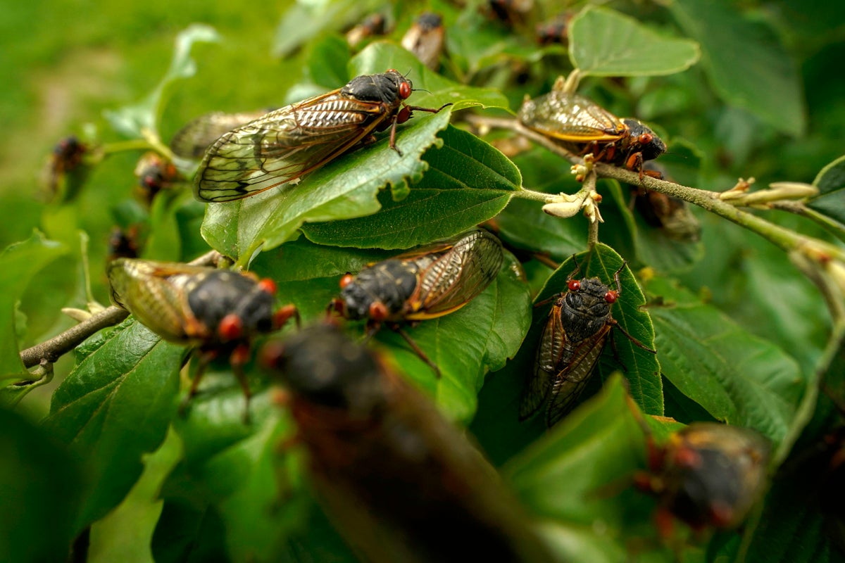 Noisy adult cicadas cover a plant