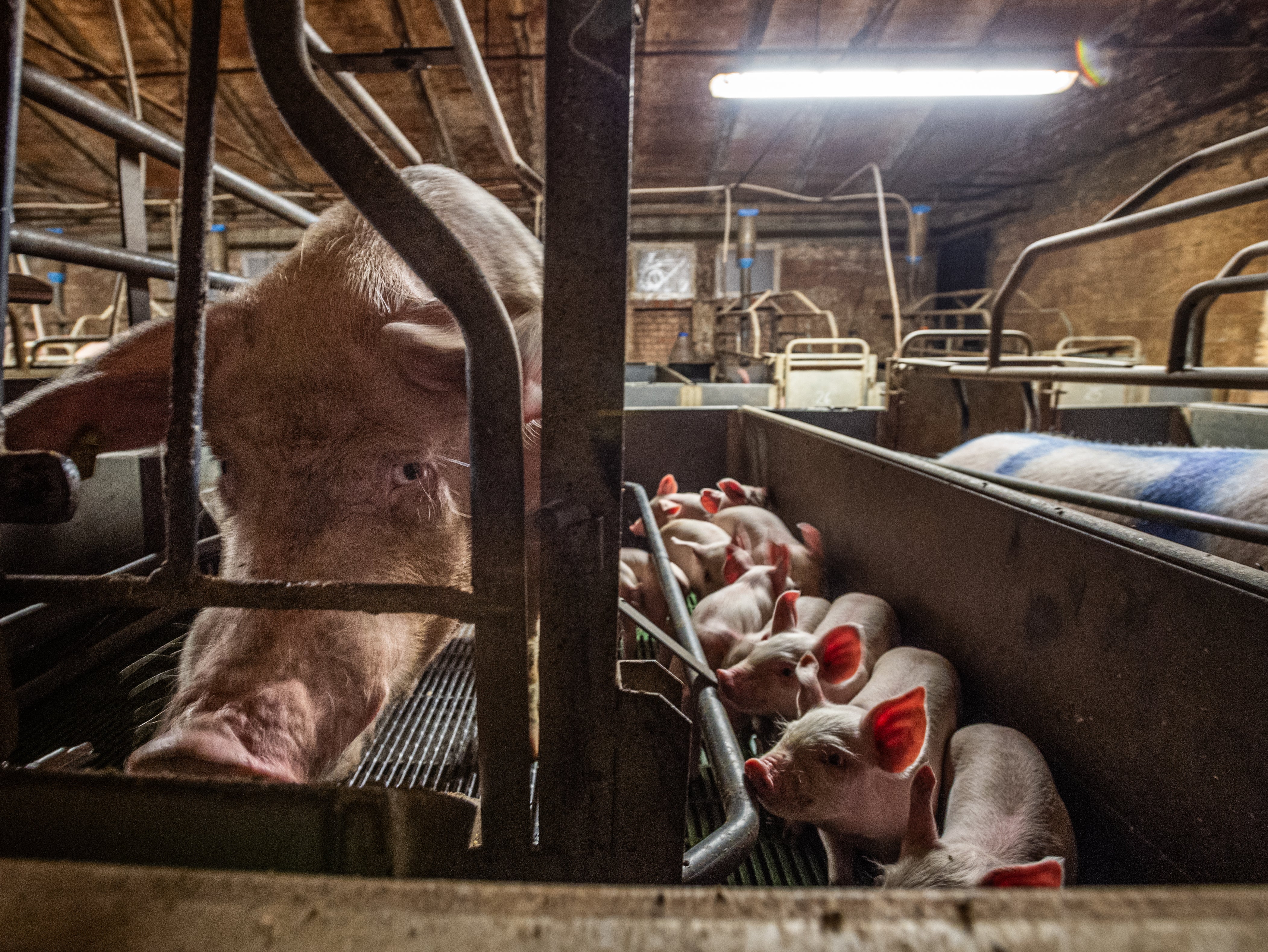 Farrowing crates, which are widely used in pig farming, prevent mother pigs from turning round