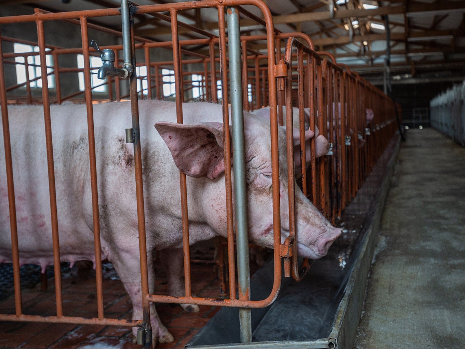 Britain banned sow stalls 22 years ago but they are still widely used in other countries