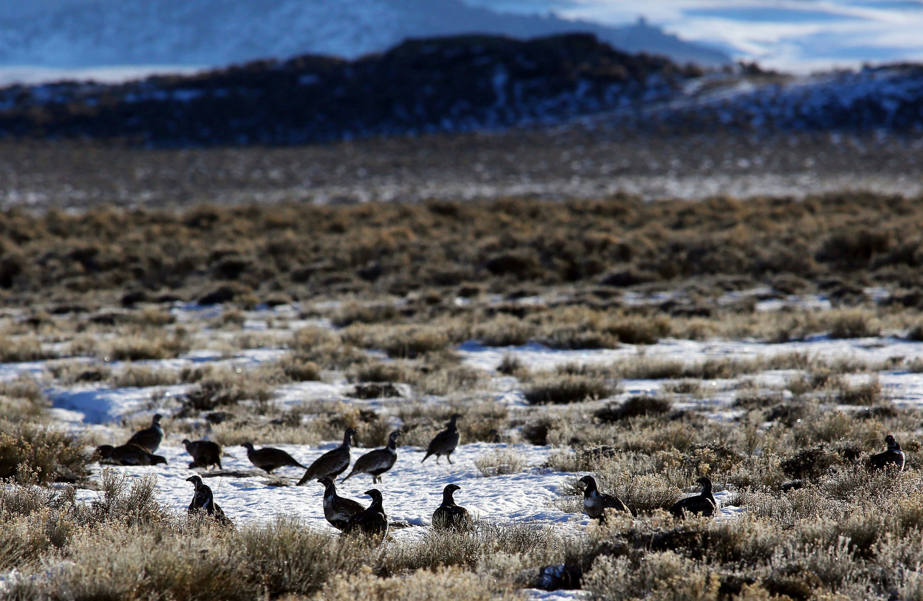 Wyoming holds 38 per cent of the world’s population of greater sage grouse - a species that has seen dramatic decline