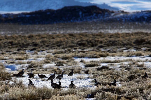  Wyoming holds 38 per cent of the world’s population of greater sage grouse - a species that has seen dramatic decline