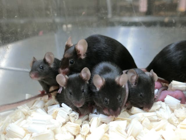 <p>Picture taken of healthy offspring and next generation of mice derived from space-preserved sperm</p>