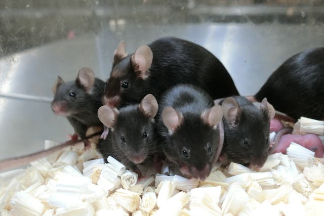 <p>Picture taken of healthy offspring and next generation of mice derived from space-preserved sperm</p>