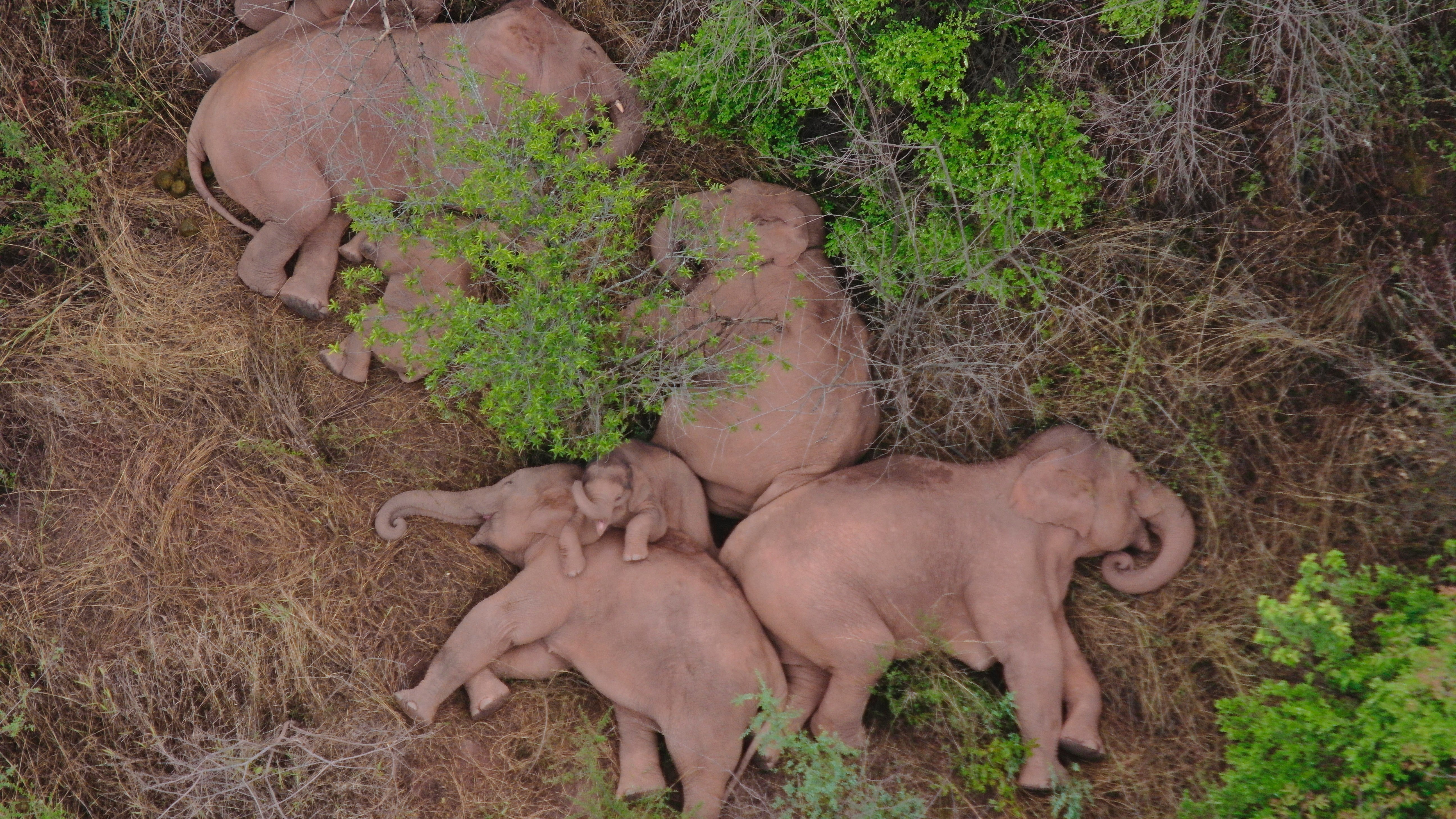 China Wandering Elephants