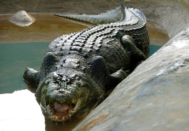 <p>Lolong, a one-tonne 6.4-metre (21-foot) crocodile believed to be the biggest to have ever been caught, is seen in a caged pen in the southern Philippine town of Bunawan</p>