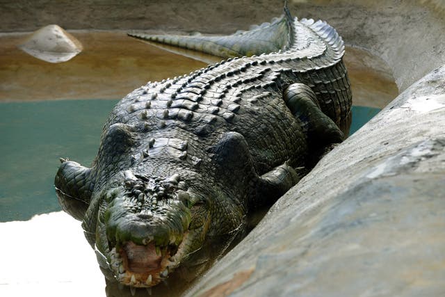 <p>Saltwater crocodiles are Australia’s most dangerous predators </p>