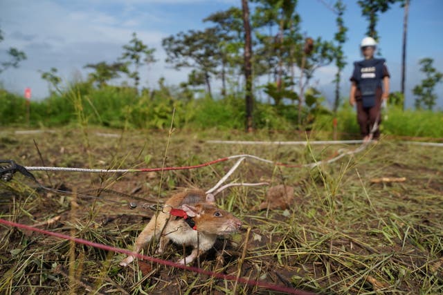 <p>A mine detection rat sniffs for landmines in an area being demined in Preah Vihear province, Cambodia</p>