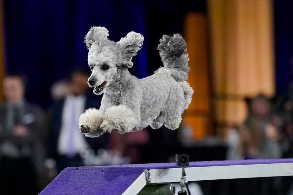 Is The Westminster Dog Show Live