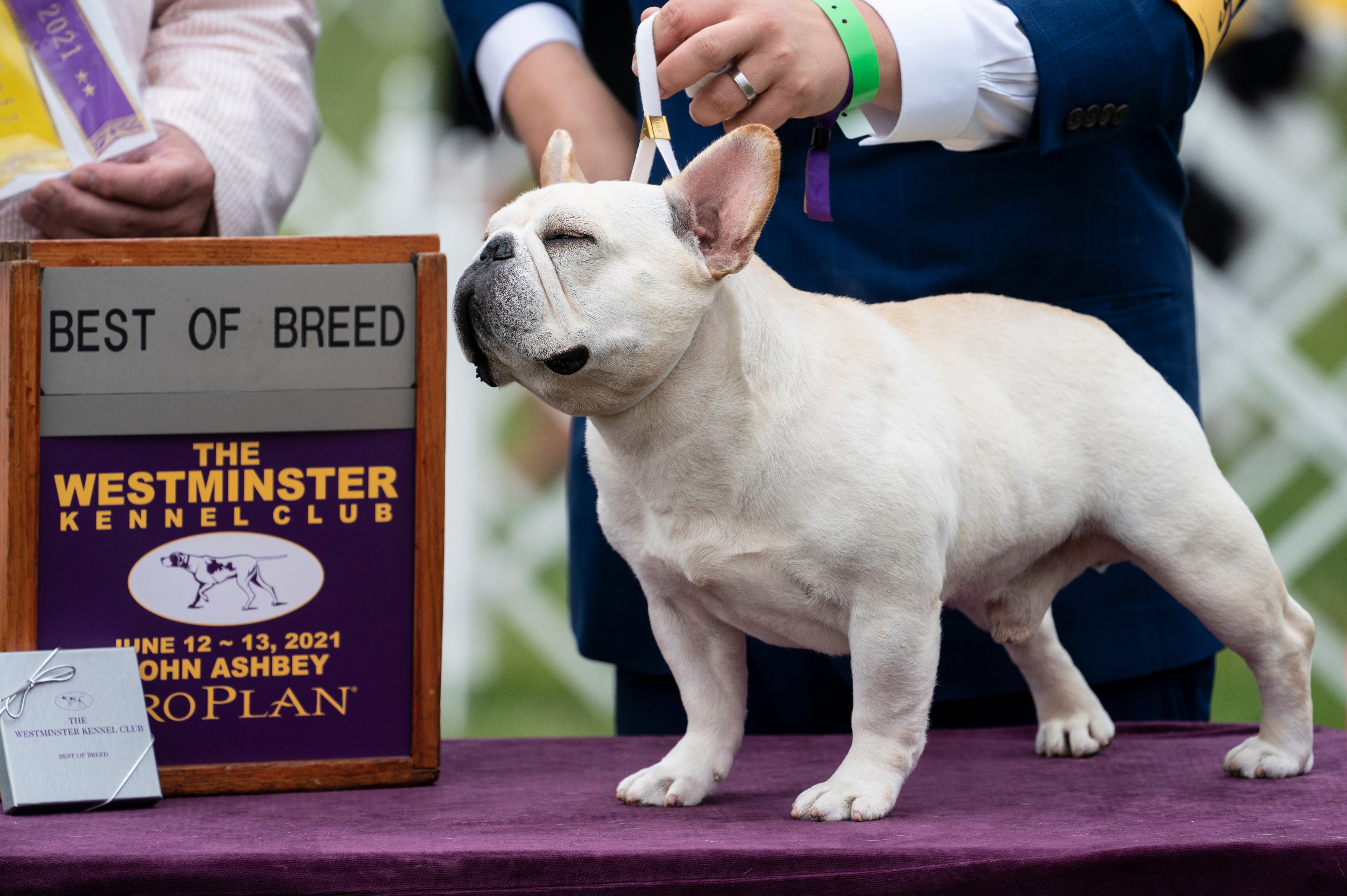 Westminster Dog Show