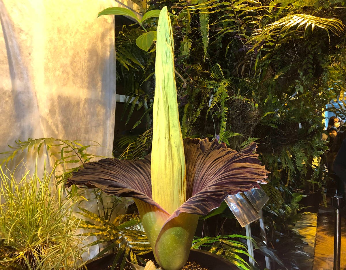 Endangered corpse flower blooms in Warsaw, drawing crowds 