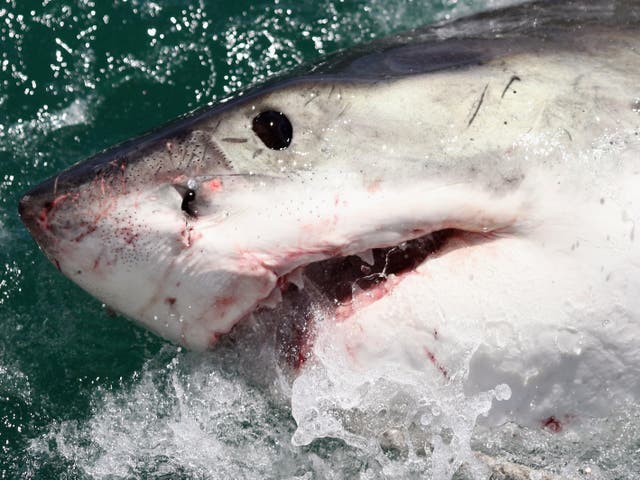 <p>A Great White Shark is attracted by a lure on the ‘Shark Lady Adventure Tour’ on 19 October 2009</p>