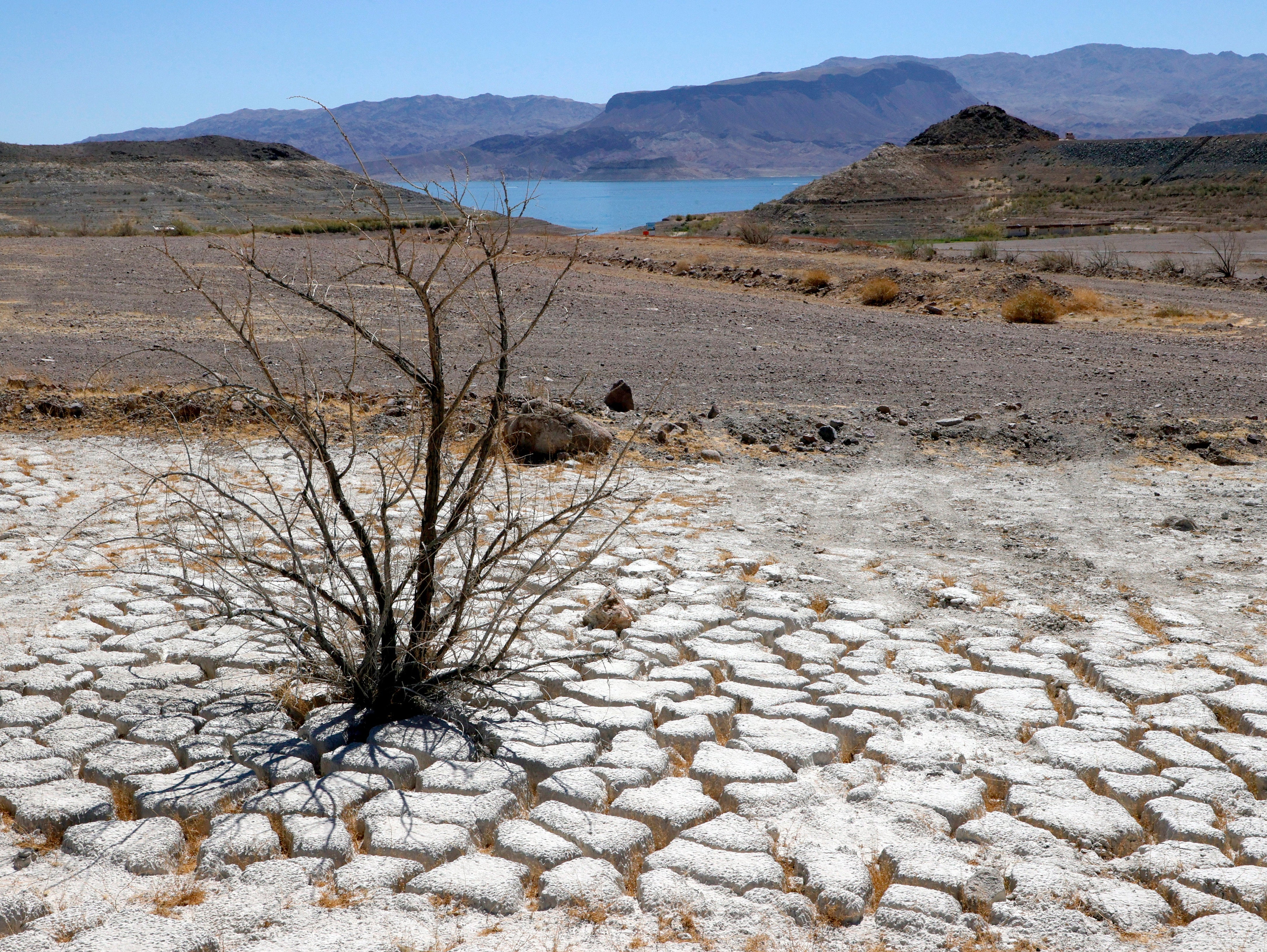 Lake Mead is seen in the distance behind a dead creosote bush in an area of dry, cracked earth that used to be underwater