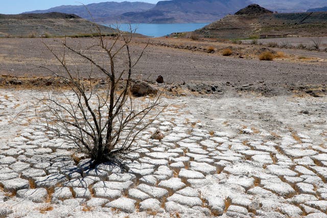 <p>El lago Mead se ve en la distancia detrás de un arbusto de creosota muerto en un área de tierra seca y agrietada que solía estar bajo el agua.</p>