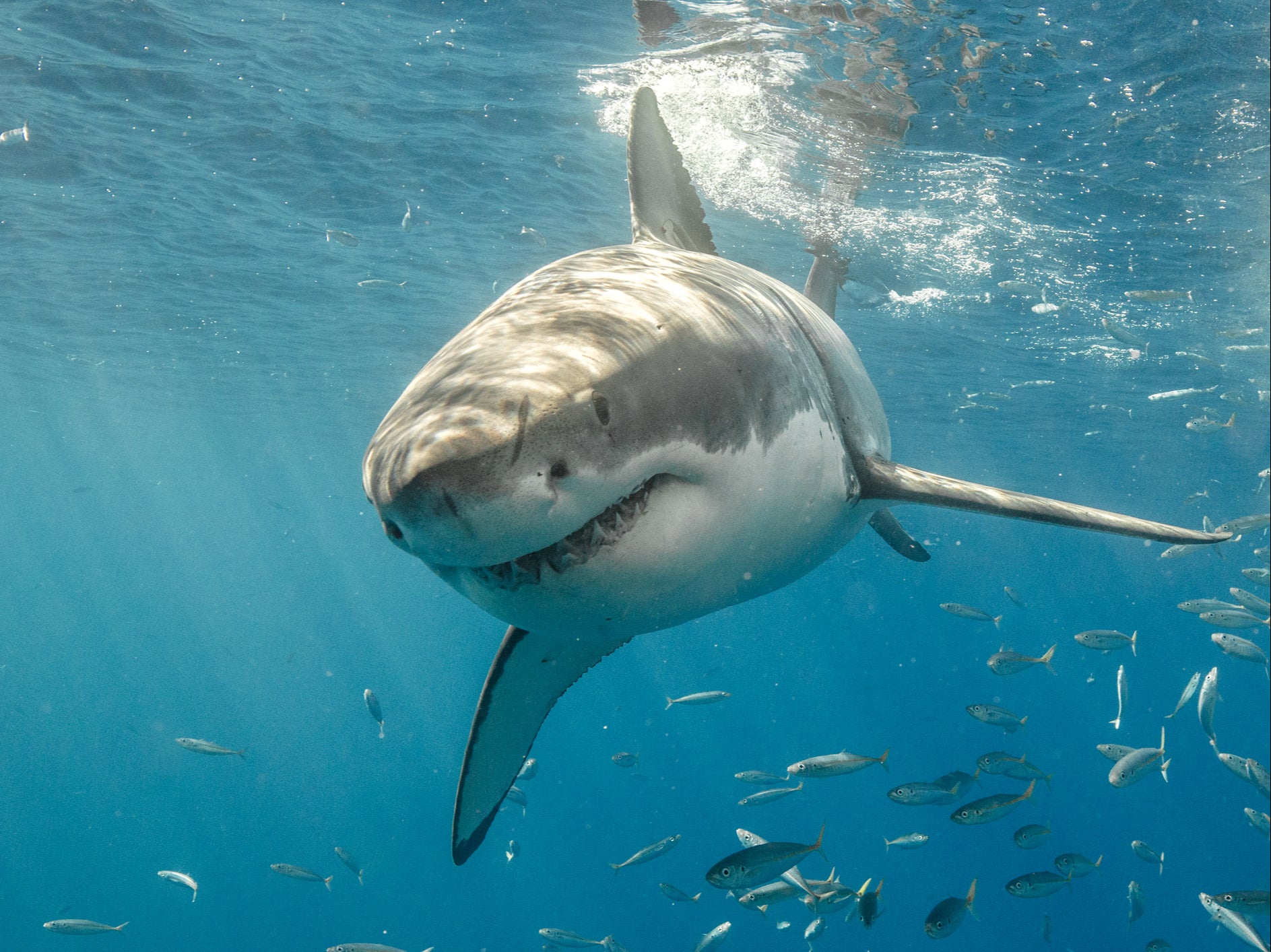 Great white sharks are swarming New York beaches just as everyone hits ...