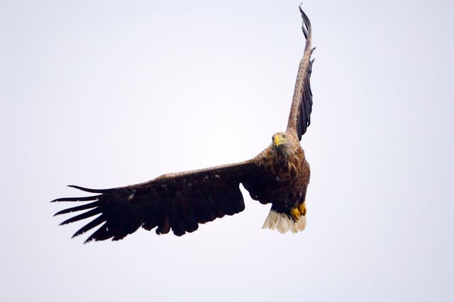 <p>A pair of white-tailed eagles were spotted ‘nest prospecting’ in Loch Lomond earlier this year</p>