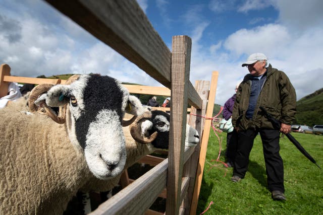 Sheep during the Muker Show, a traditional agriculture and horticultural show, in Yorkshire Dales National Park