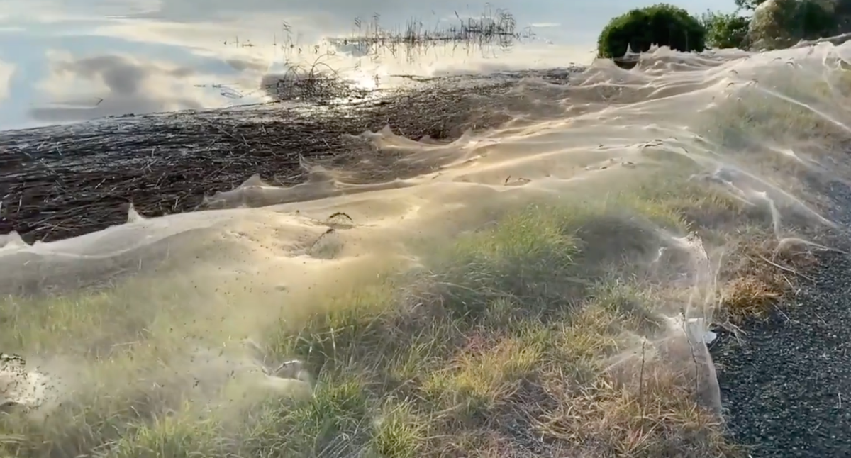 Clouds of cobwebs seen as â€˜spider apocalypseâ€™ hits in Australia