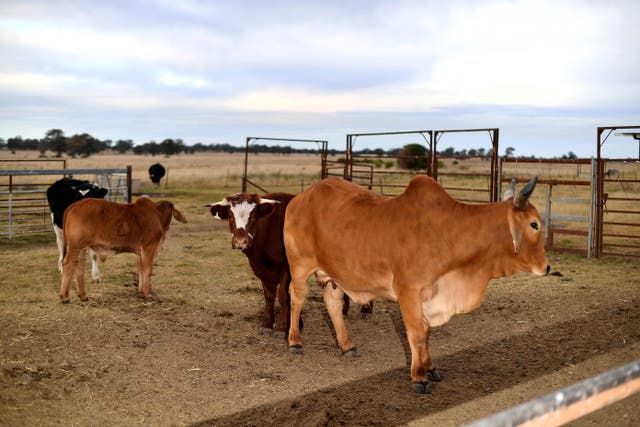 <p>Cattle at a farm in Australia. Concerns have been raised about the use of pesticides and antibiotics</p>