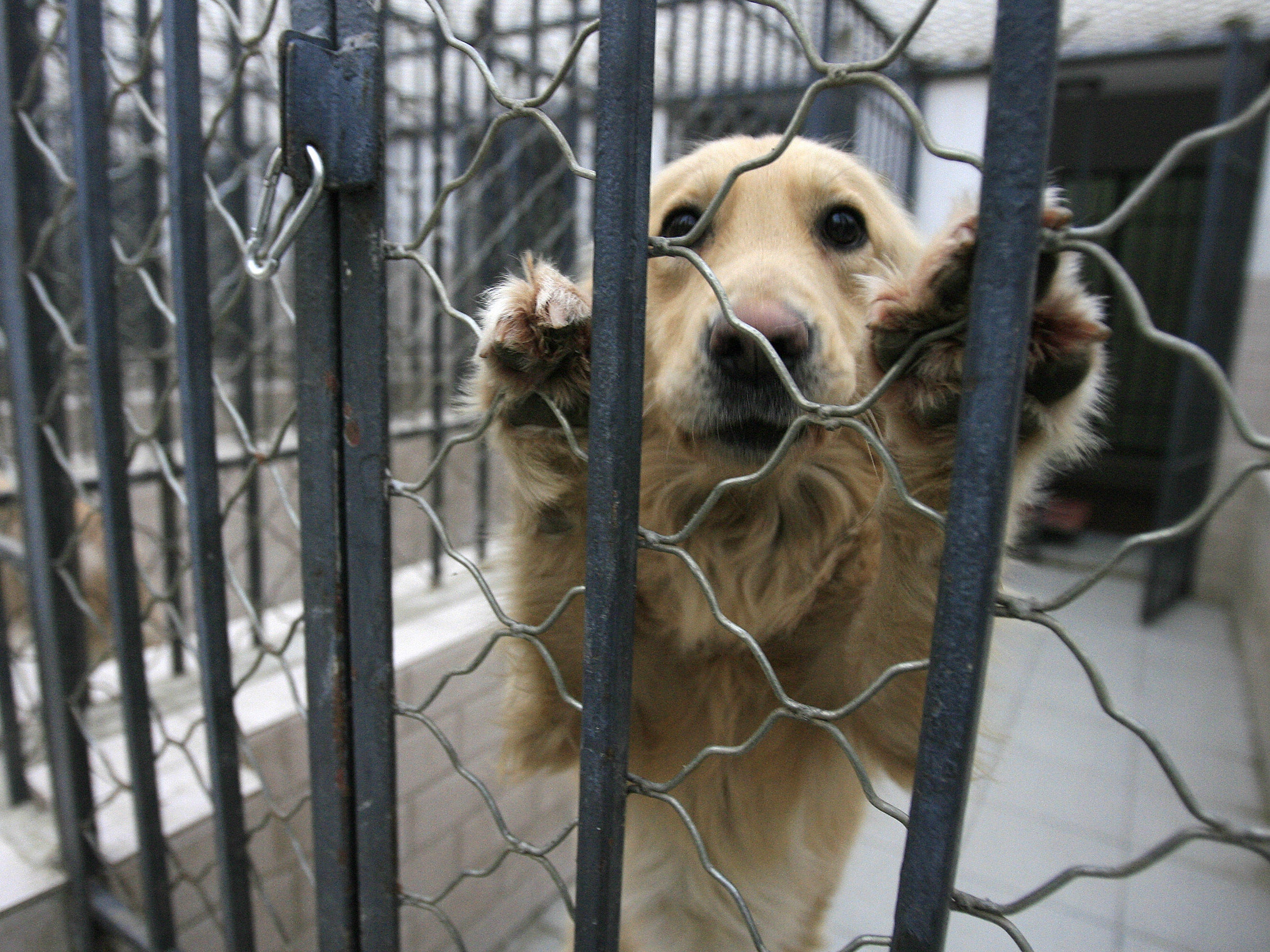 <p>A dog that was seized due to concerns by Beijing authorities over the growing number of canines in the city and the rising incidence of rabies </p>