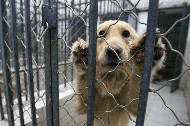 <p>A dog that was seized due to concerns by Beijing authorities over the growing number of canines in the city and the rising incidence of rabies </p>