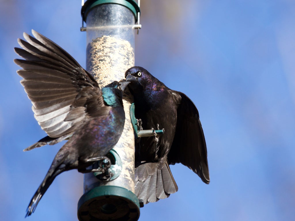 Public urged to stop feeding birds in Washington DC over mystery condition turning them all blind