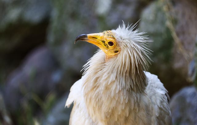 <p>An Egyptian vulture is seen at Izmir Wildlife Park in Izmir, Turkey</p>