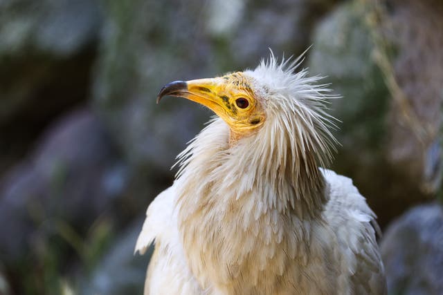 <p>The first Egyptian vulture known to have visited Britain in 153 years was seen on the Isles of Scilly</p>