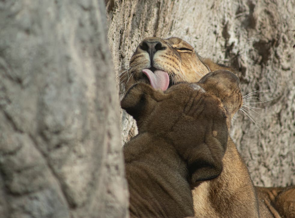 CORONAVIRUS-CHILE-ZOOLOGICO