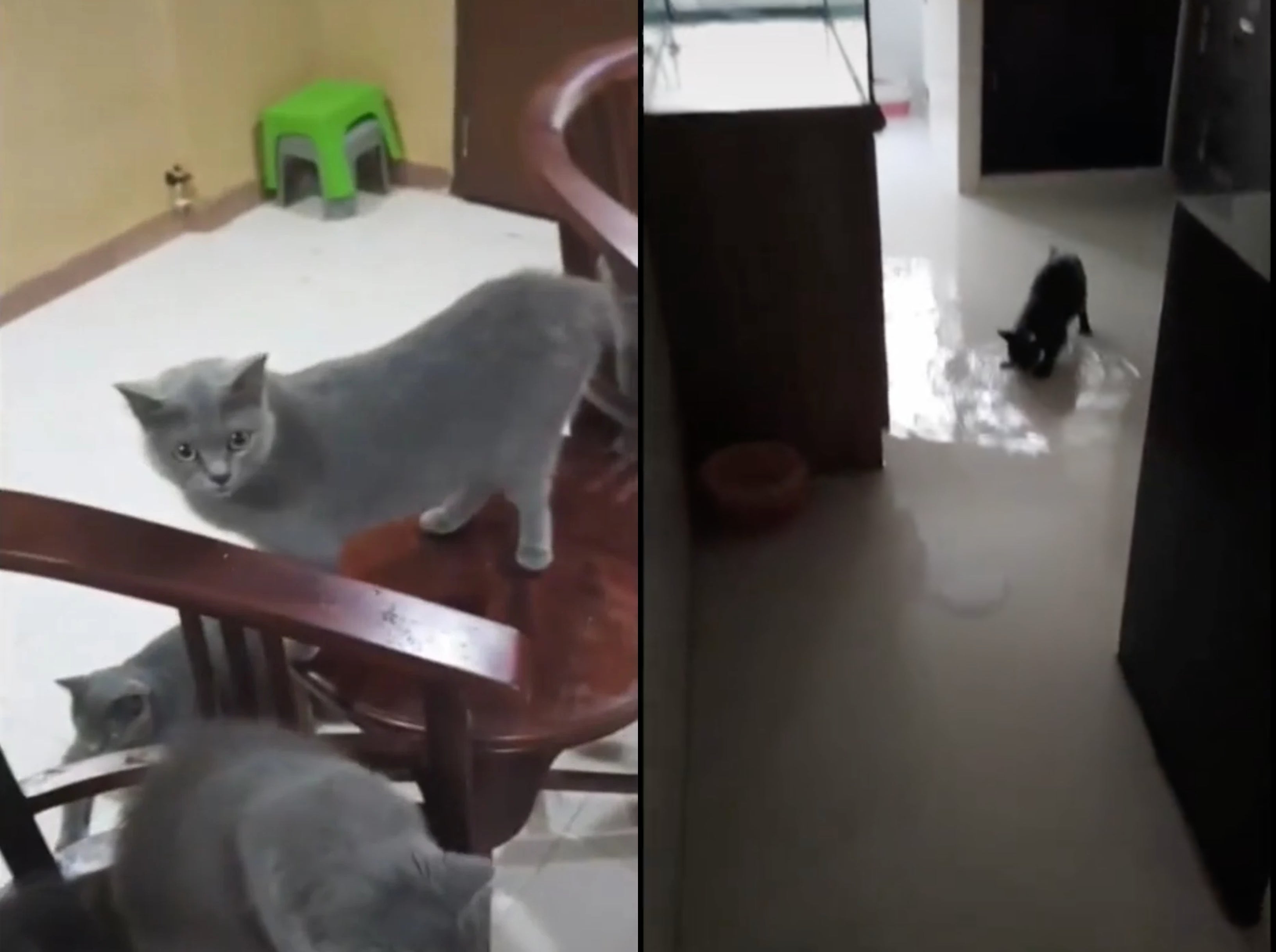 Singapore man says his cats keep flooding his apartment at night 