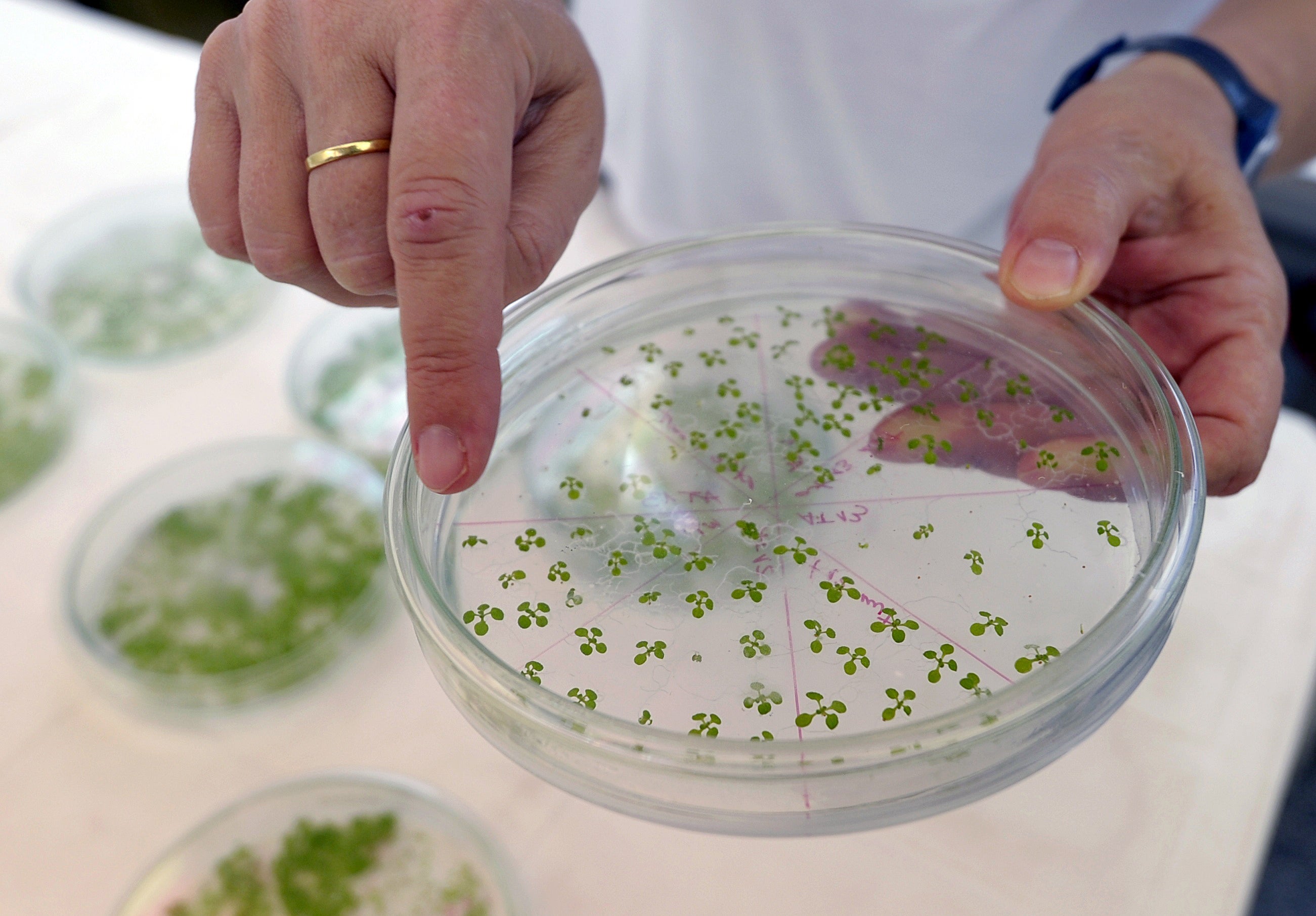 Genetically modified test plants of Arabidopsis at the cultivation chamber in the vegetable biotechnology lab of the Universidad del Litoral in Santa Fe, 500 Km northwest of Buenos Aires