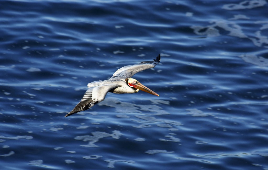 More than 30 pelicans found dead and mutilated in Orange County, California