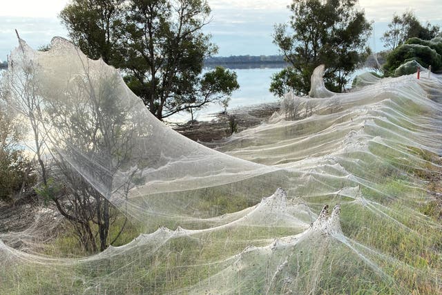 <p>Spiders’ gossamer near wetlands in Longford, Victoria</p>