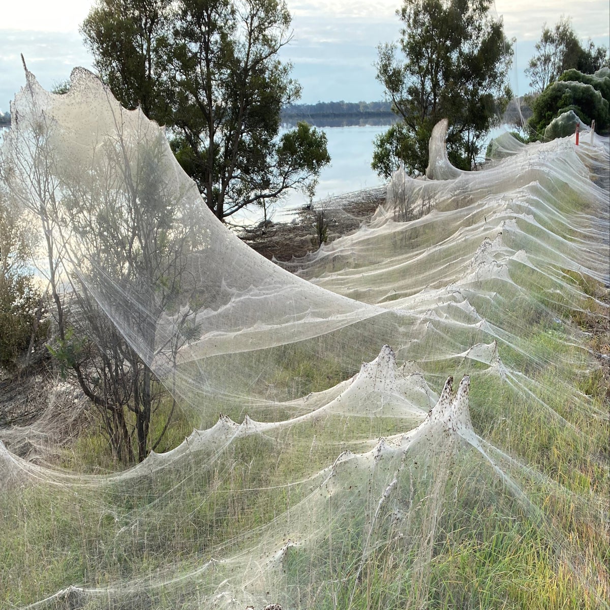 Millions Of Australian Spiders Gather And Spin New Webs To Escape