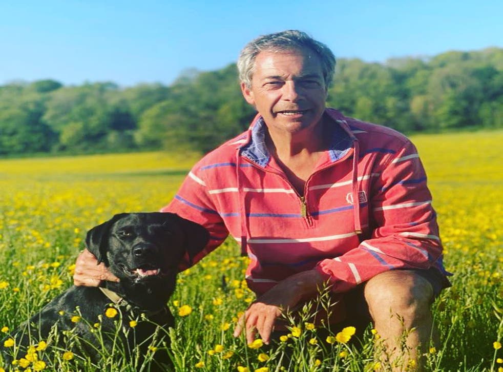 Nigel Farage Posted A Photo Kneeling With His Dog In A Field And Everyone Made The Same Joke Indy100