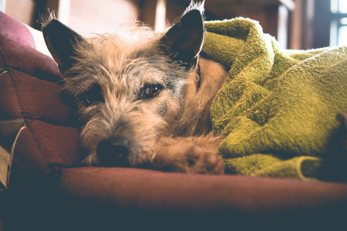 These simple changes could help your dog or cat live longer