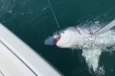 New Jersey fishermen accidentally catch 7-foot great white shark