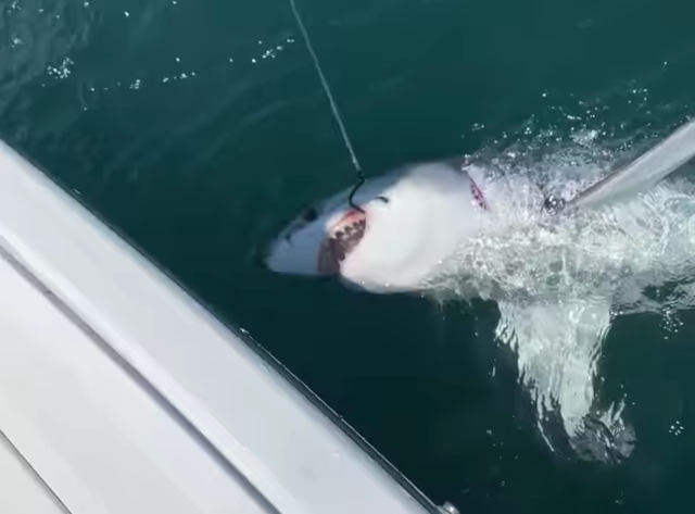 <p>The fishing group Reel Innovation inadvertently caught a great white shark off the shores of New Jersey</p>